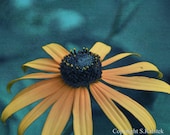Yellow Flower Photograph Black eyed susan Nature Floral Teal and Yellow Wall Decor 5x5