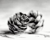 Black and White Photography, Pinecones, Winter Decor, Silver, Grey, Black, White, Minimalist woodland decor, Wedding Art, Pair, Two, Love.