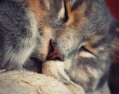 Feline Cat Photography Gray,silver,sleeping kitty,Gifts under 25,gold,pet,copper