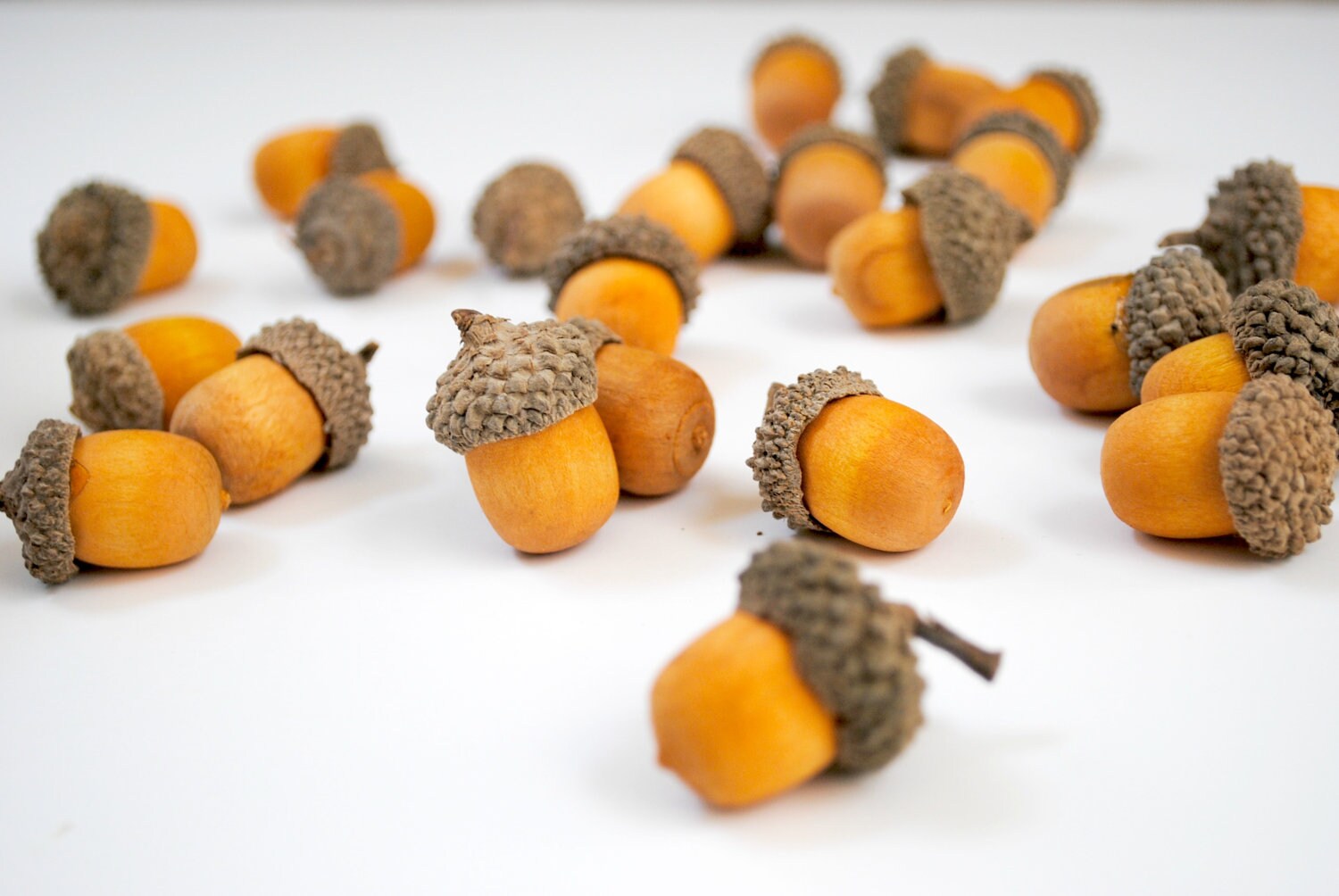 Acorns 1 dozen decorative acorns Il_570xn