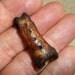 Real Grizzly Bear Bone Four Winds Pendant