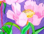 Pink Peonies on Purple, original watercolor on paper