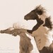 Reach for the Sky - Fine Art Wild Horse Photograph