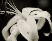 2013 Photo Calendar - 5x 7 Mini desk calendar - Nature Photography with Farm and Garden Botanical Art