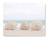 Shell photo, ocean blue, 3 peach conch shells, beige, cream, beach cottage decor, soft, pale, shore house, coastal living, sea green