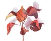 Chinese Tallowood leaves painting -nature natural - print of watercolor painting 5 by 7 print - Splodgepodge Chinese Tallowood leaves painting -nature natural - print of watercolor painting 5 by 7 print - Splodgepodge