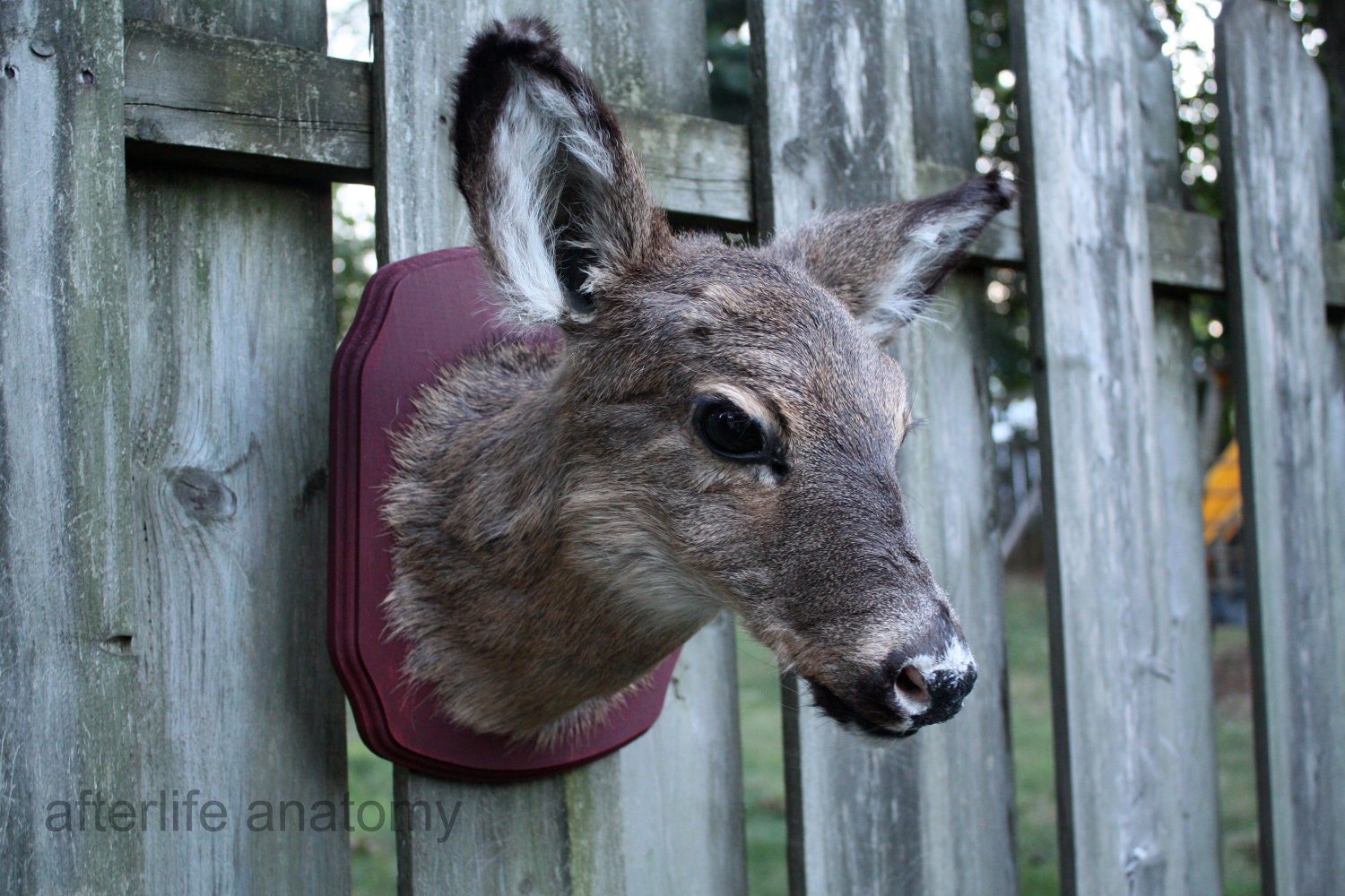 SALE 25 DOLLARS OFF - Taxidermy Doe Head Mount on panel odd curio weird macabre