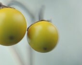 Dreamy fall photograph- icy, blue, berries, autumn, grey white, surreal, winter decor, fine art photograph,8x10 print