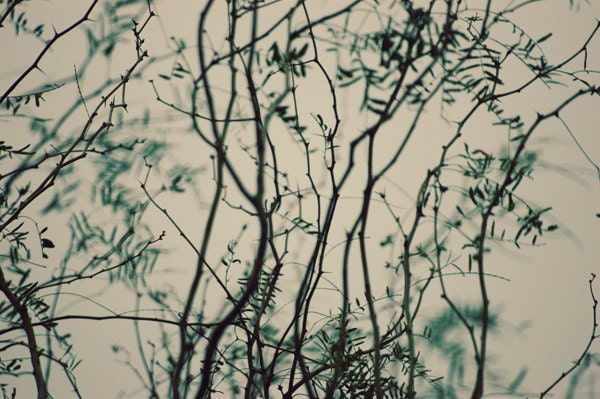 Woodland Winter Tree Photograph- teal, green, branches, bokeh, dreamy, fine art photograph, home decor 8x12 print