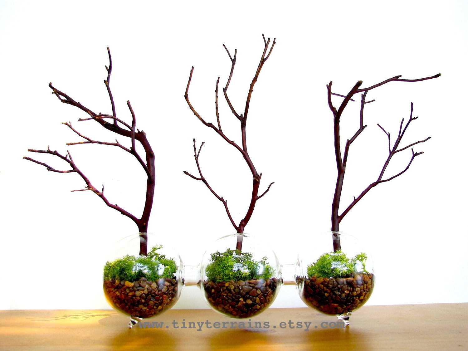Modern Globe Manzanita Forest  Moss Terrarium