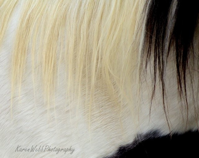 Fine Art Photography Painted Horse Mane White Blonde Black8x10KarenWebb Photography