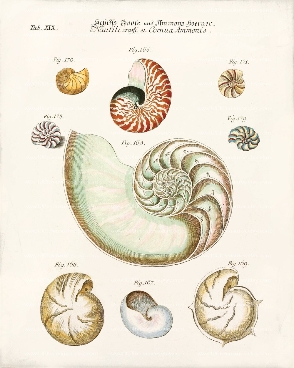 Antique Nautilus Shell Art Print - 8 x 10 - Nautilus Shells 2 Wall Decor