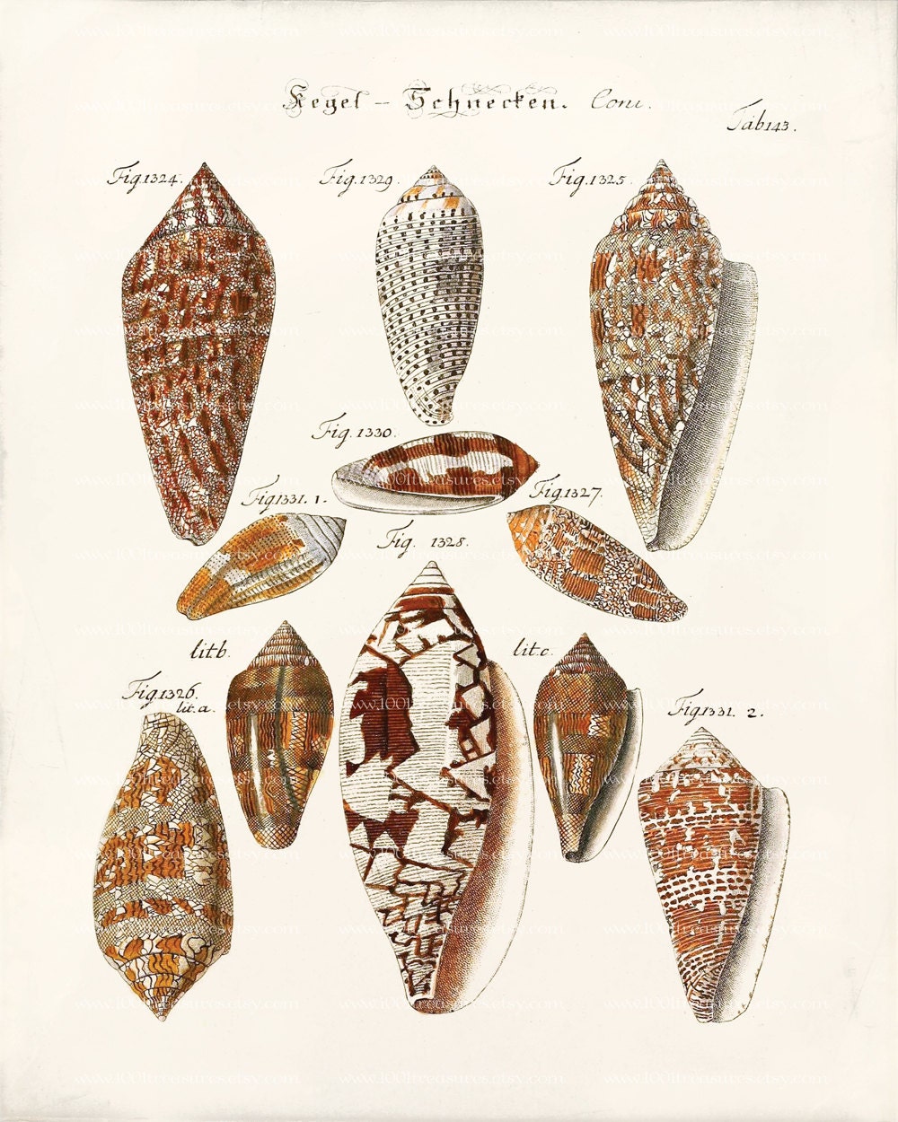 Antique Shell Art Print - 8 x 10 - Cone Shells Wall Decor