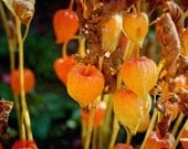 Chinese lanterns photograph, Nature photography, tangerine tango, Autumn, Fall, 12x8, Giclee print - titled: Autumn Impressions V