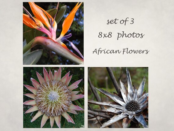 Exotic flowers, nature photograph, Africa, set of 3, 8x8, digital print, titled: African Flowers