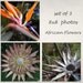 Exotic flowers, nature photograph, Africa, set of 3, 8x8, digital print, titled: African Flowers