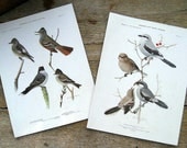 Set of Two Gray Bird Prints / Plates - Birds of New York - 1910 - Louis Agassiz Fuertes
