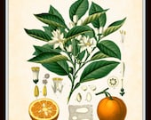 Antique Orange Citrus Vulgaris Risso 1887 Kohler Series Botanical Art Print 8 x 10 Digital Collage Home Decor Wall Hanging Garden