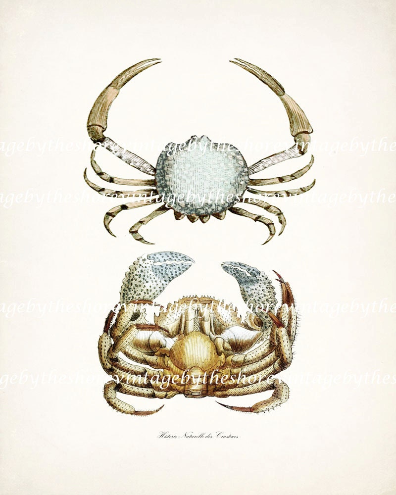 Two Crabs Vintage Etching Natural History Beach Style Wall Decor Print No. 1 8x10