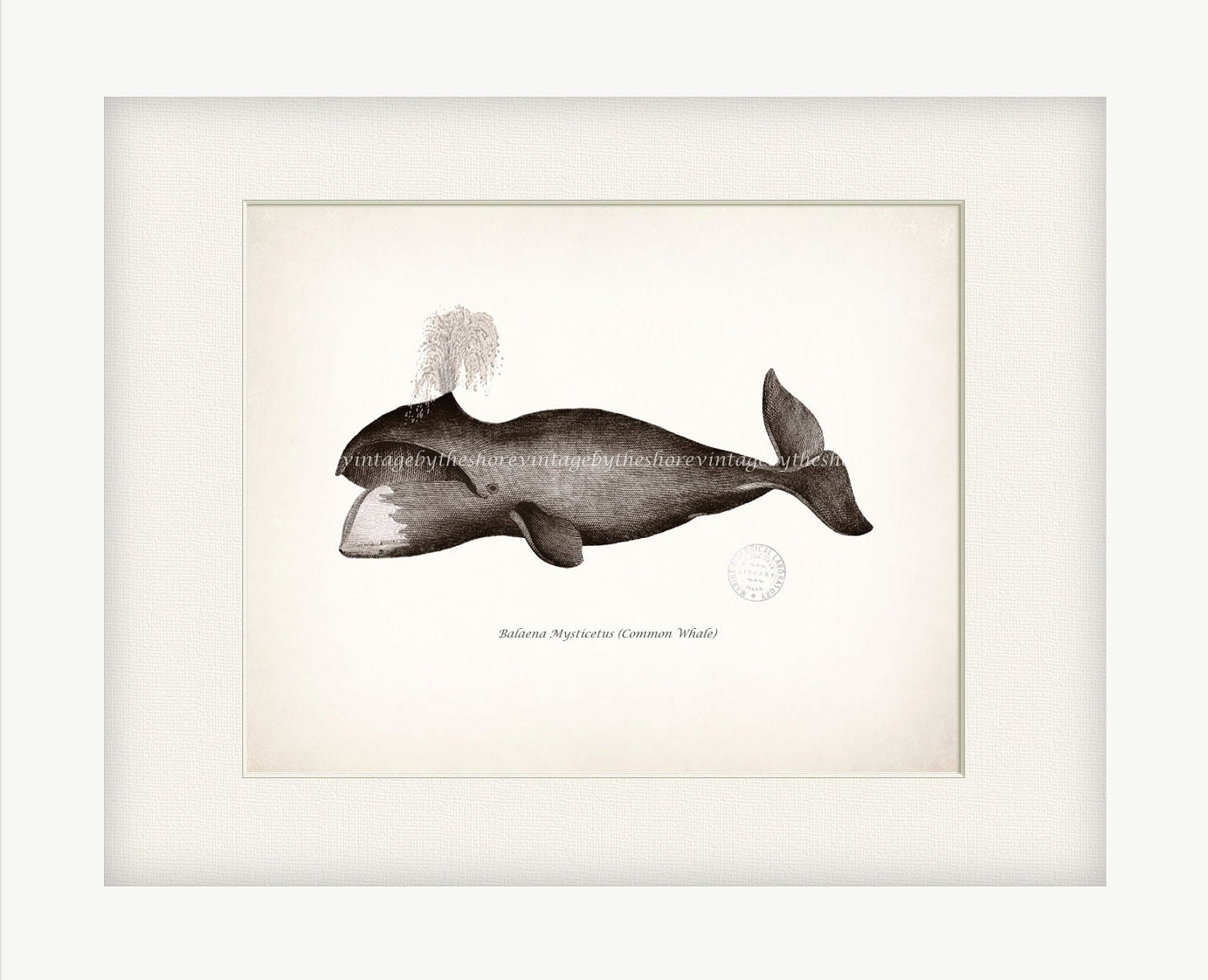 Antique Whale Print - Common Whale Natural History Nautical Style Wall Decor 10x8