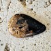 Fossilized Palm wood cabochon. 25 x 40 hand cut "stone eye"