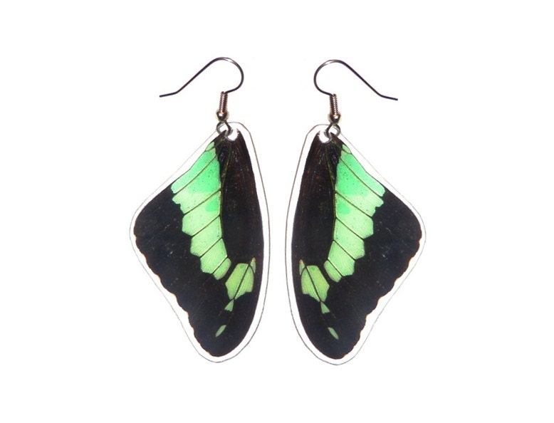 REAL butterfly wing earrings - papilio phorcas