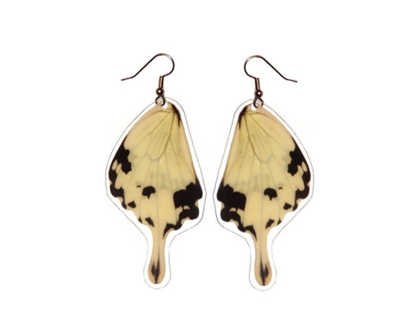 Real Butterfly Wing Earrings - Papilio Dardanus