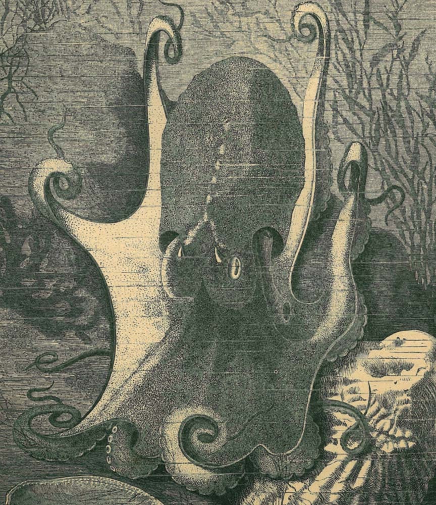 Musky Octopus Antique Art Print Natural History Engraving Eledone moschata Brehms Tierleben