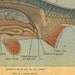 1923 Fish Anatomy Print Fresh water Teaching Vintage Illustration