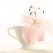 Pink Lily flower photography floral photo print botanical photograph nursery decor romantic gift for her bridal shower wall hanging pastel