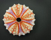 Deep Water Philippine Sea Urchin