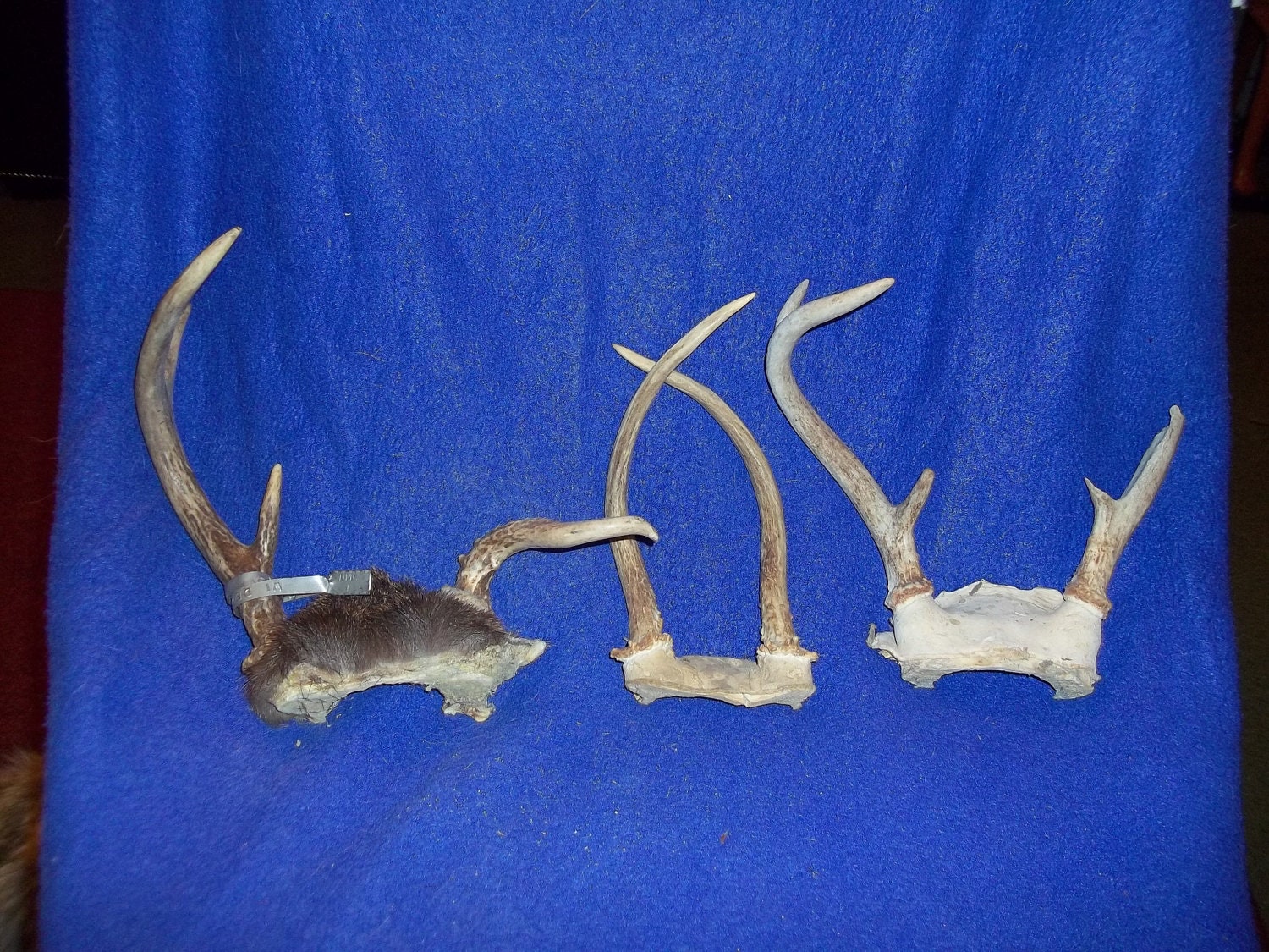 3 Real bone animal part deer head skeleton skull cap with antlers