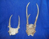 2 Real bone animal part deer head taxidermy skeleton skull cap with antlers
