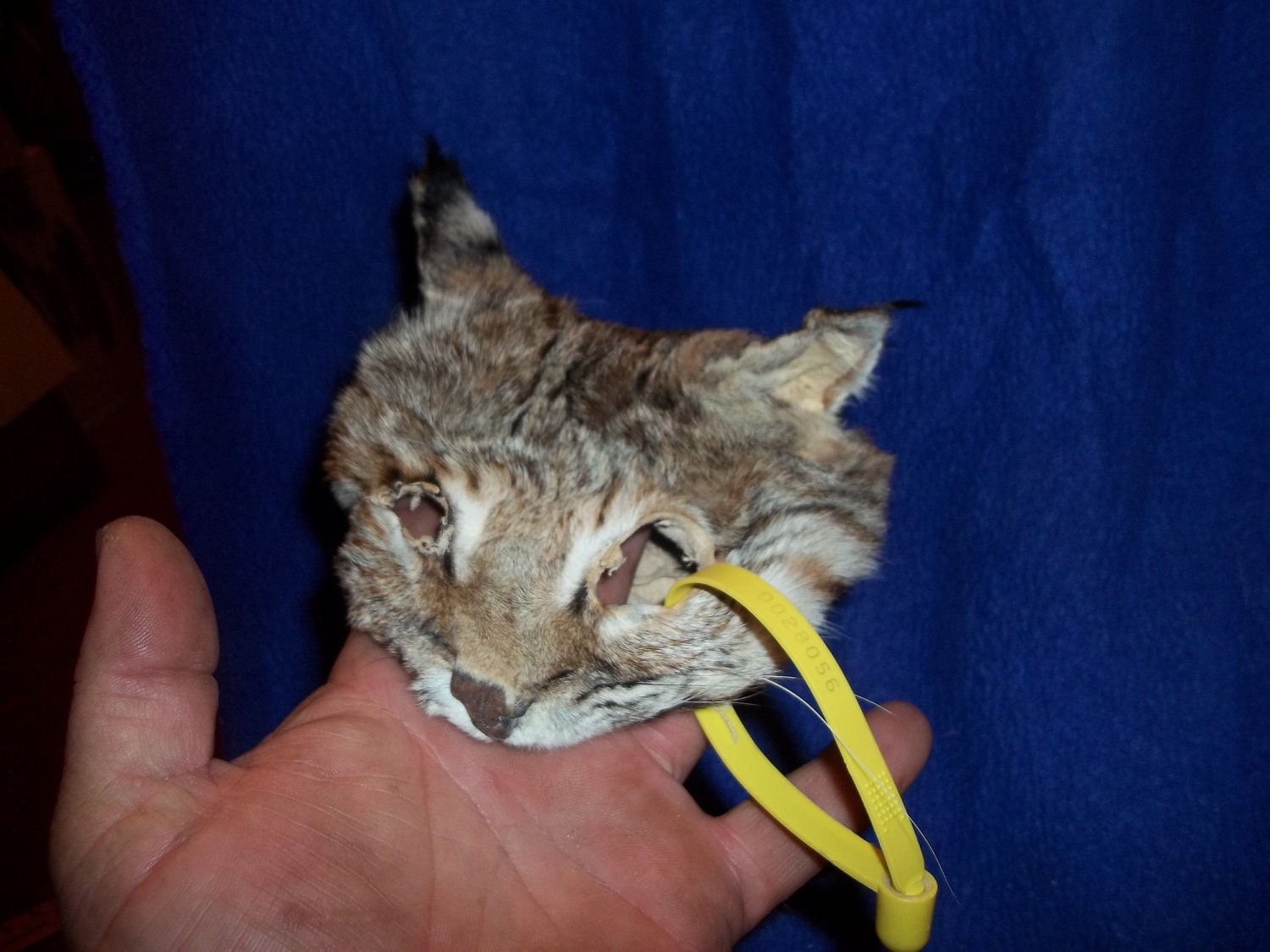 Real animal tanned Bobcat face skin hide part