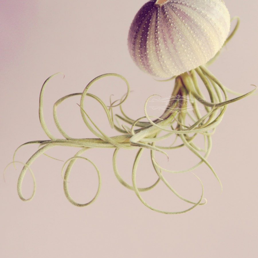 Five Stripey Jellyfish Air Plants // Sea Urchins Hanging Art Installation Wedding Favor Decor Terrarium Kit DIY tiny