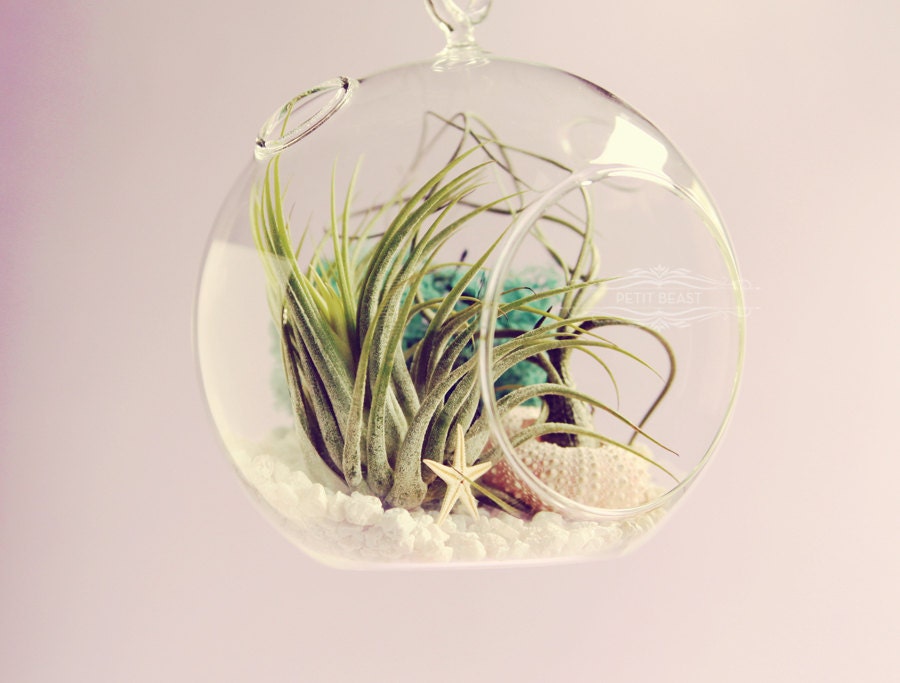 Shipwrecked // Air Plants in Glass Globe Hanging Terrarium Wedding Favor Decor Gift DIY Minimalist table centerpiece Floating tillandsia