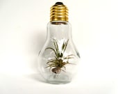 Light Bulb Terrarium with Air Plant