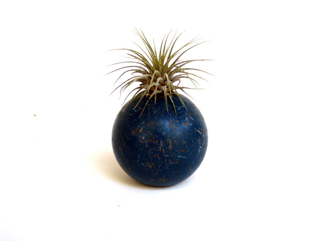 Air Plant in Reclaimed Croquet Ball