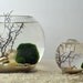 Marimo - Japanese Moss Ball Aquarium - footed bud vase - with sea fan - shells - and sand