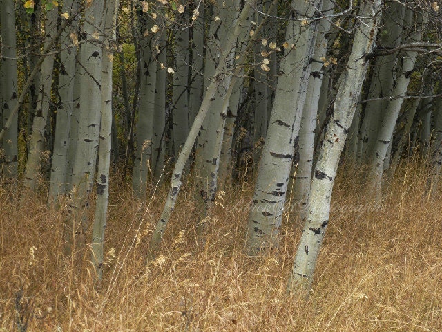 Aspen tree photo, tall grass print, autumn landscape picture, nature photography, earth tones, Canadian woods scenic art, Fall 11x14