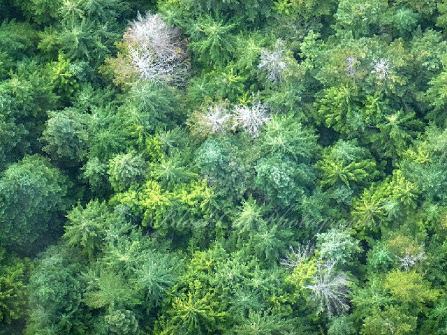 Trees, Forest photograph, Spring, fern green tree top photo, landscape photo print, abstract wall art, bird's eye view, nature 5x7, Stars