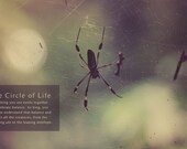 Black Spider Web in Manuel Antonio Costa Rica Photo Art Print Jungle Rain Forest Lion King Bug Insect Nature Eco Travel - 8 x 12