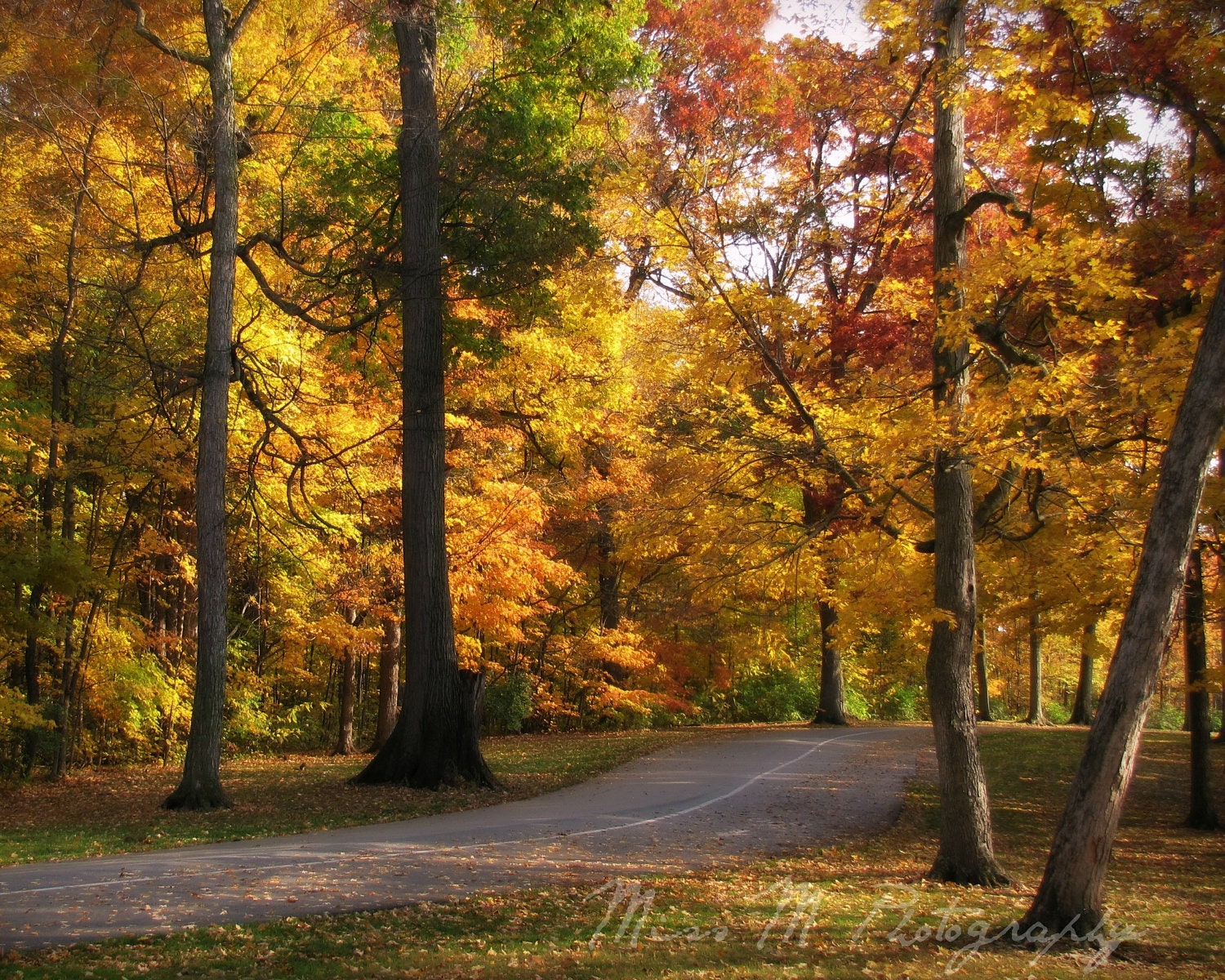 Warm, Road, Woods, Trees, Autumn, Fall, Home Decor, Yellow, Gold, Orange, Original Fine Art Photograph, 8 x 10