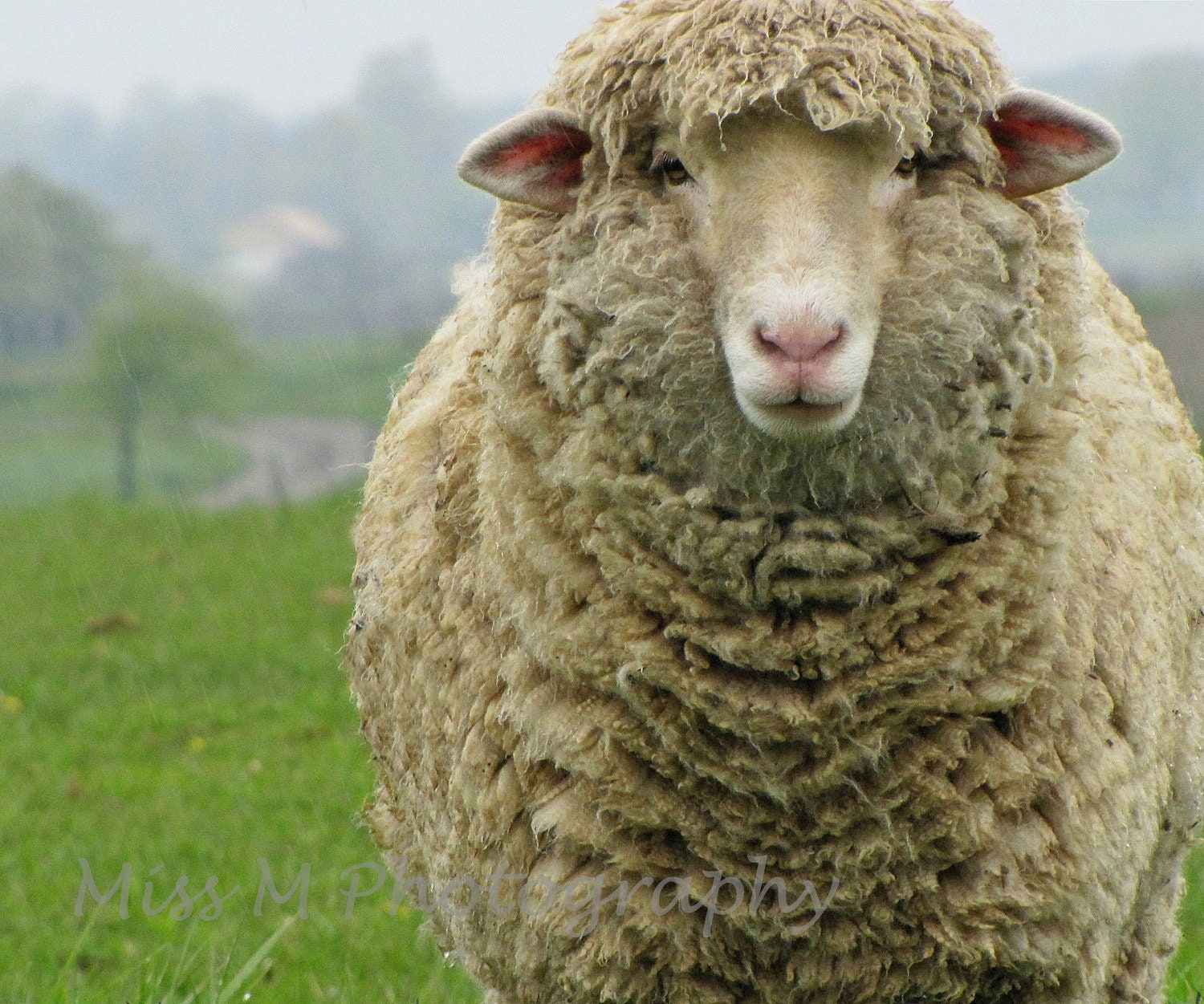 rustic-sheep-ewe-french-country-farmhouse-by-missmphotography