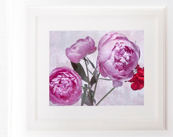 Peony Photography Shabby Chic Home Decor Pink French country art for girls room 8x10 pastels lilac valentine's day