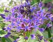 Purple Bloom