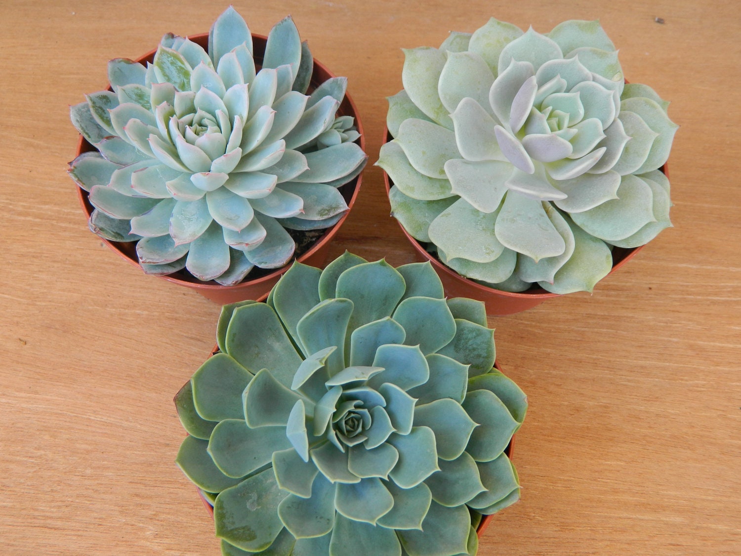 3 Succulent Rosettes Shape for  Winter Wedding Bouquets, Wedding Cake Toppers, Centerpieces