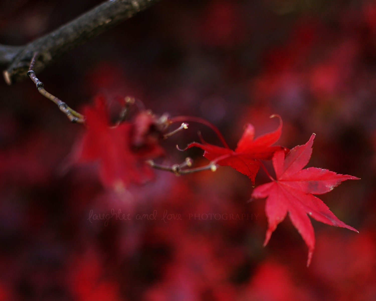 Red Leaf 8x10 Fine Art Photography Autumn Fall Japanese Maple Rustic Home Decor Wall Art