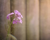 Purple Phlox 8x10 Fine Art Photography Shabby Chic White Pink Green Flower Wooden Fence Spring Cottage Home Decor Wall Art