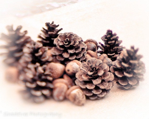 Autumn Fall Pinecones Acorns Nature Photography Harvest Family September October November Thanksgiving Seed Pods, 8 x 10 Fine Art Print